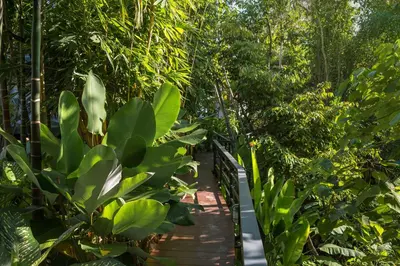 a path in the middle of a forest of trees at Loy Chalet in Klong Muang Beach