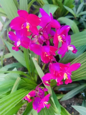 a group of pink flowers in front of a plant at Villa Jasmine - luxury private villa Bangtao Beach in Bang Tao Beach