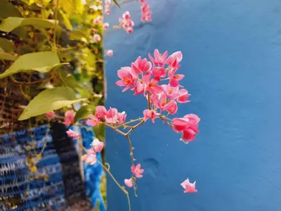 a bunch of pink flowers in front of a blue wall at RadHut in Chalong