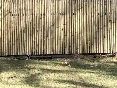 a group of birds standing in front of a fence at Better View Koh Yao Yai in Ko Yao Yai