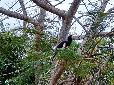 a bird sitting on top of a tree at Bang Yan Rimlay in Ko Yao Noi