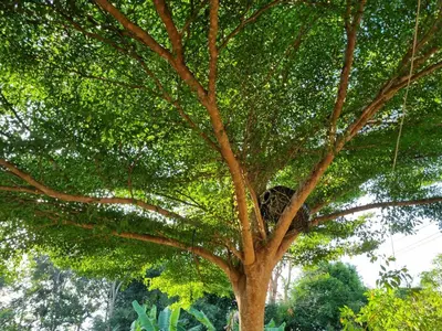 a large tree with green leaves on it at Bang Yan Rimlay in Ko Yao Noi