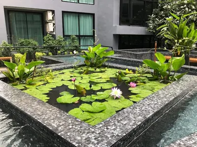 a pond with lily pads and flowers in front of a building at Kamala Beach P15 Pool view Suite in Kamala Beach