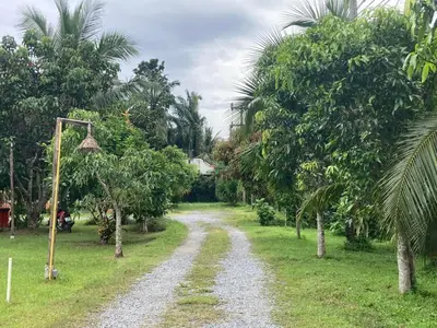 a gravel road in a field with palm trees at Lay Back Villa C1 with kitchen & High Speed Internet in Krabi town