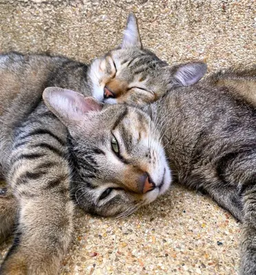 two cats are laying on the floor together at OASIS 4 or 5 bedroom VILLA in Karon Beach