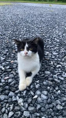 a black and white cat sitting on a rocky road at Lay Back Villa C3 with Kitchen & High Speed Internet in Ban Laem Som