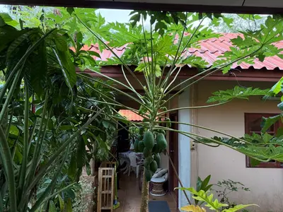 a house with a bunch of green plants in front of it at Mandala bungalow at Ya Nui beach in Rawai Beach