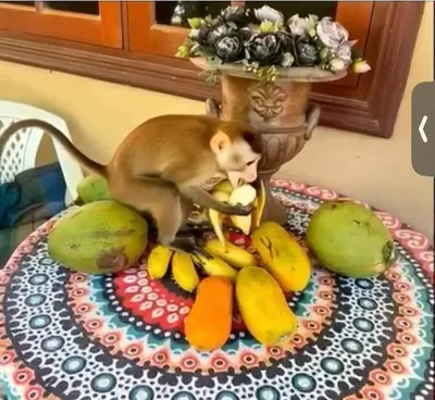a monkey standing on top of a table with fruits at Mandala bungalow at Ya Nui beach in Rawai Beach