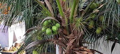 a palm tree with lots of green fruit on it at Relife The Windy in Phuket Town