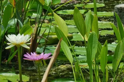 a pink and white flower in a pond with lily pads at F1 The Title Residencies Naiyang Phuket 1 Floor 1 Bdr in Nai Yang Beach
