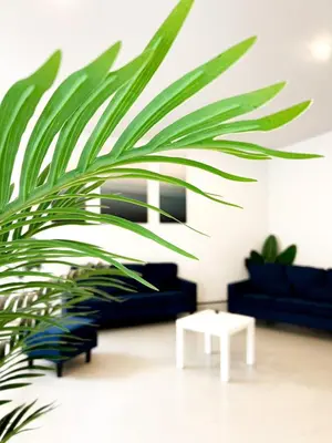 a living room with a couch and a plant at BAOBAB in Patong Beach